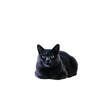 A Relaxed British Shorthair Cat Resting Indoors In A Colorful Home Environment. 16126 - Cat PNG image with transparent background